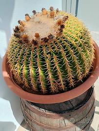 Echinocactus grusonii spine corte 