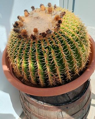 Echinocactus grusonii spine corte 