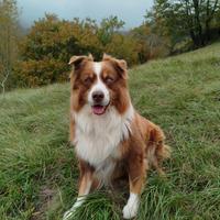 Pastore Australiano disponibile per monta