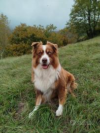 Pastore Australiano disponibile per monta