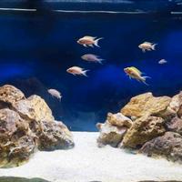 Acquario 350l con supporto mobile Juwell 