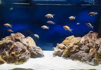 Acquario 350l con supporto mobile Juwell 