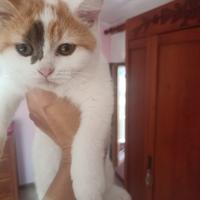 Gattini