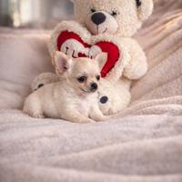 Cucciolo chihuahua toy