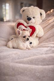 Cucciolo chihuahua toy