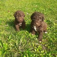 Lagotto Romagnolo