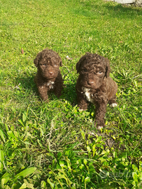 Lagotto Romagnolo