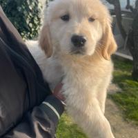 Golden femmina Americana 100% con pedigree