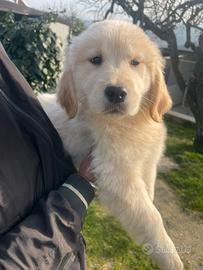 Golden femmina Americana 100% con pedigree