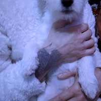 Maltesi maschio 4 messi ultimo rimasto