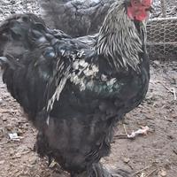 Gallo brahma