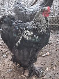 Gallo brahma