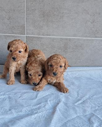 Cuccioli di barboncino toy