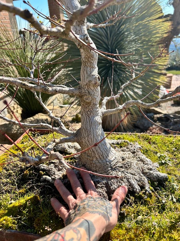 Bonsai acero palmato yamamomiji - Giardino e Fai da te In vendita a Bari