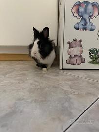 Coniglietto testa di leone