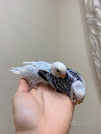 Cocorita ALLEVATA A MANO