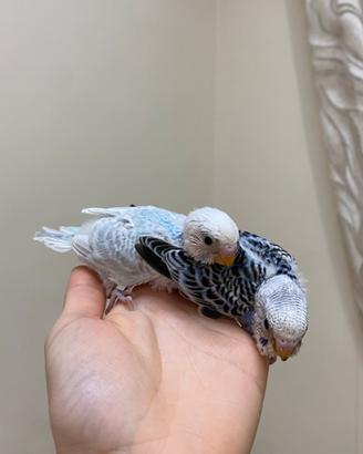 Cocorita ALLEVATA A MANO
