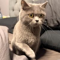 British shorthair femmina per accoppiamento