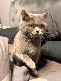 British shorthair femmina per accoppiamento