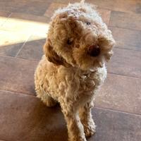 Lagotto romagnolo