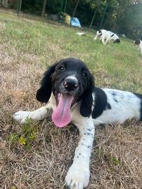 Cuccioli springer spaniel inglese
