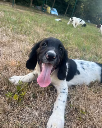 Cuccioli springer spaniel inglese