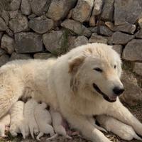 Cuccioli Pastore Maremmano Abruzzese