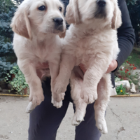 Golden retriver cuccioli affettuosi