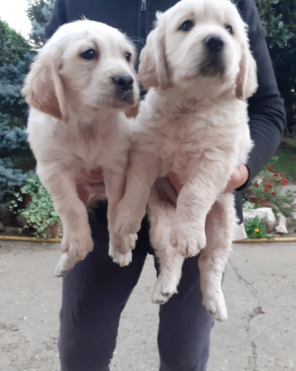 Golden retriver cuccioli affettuosi