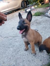 Cuccioli simil pastore belga