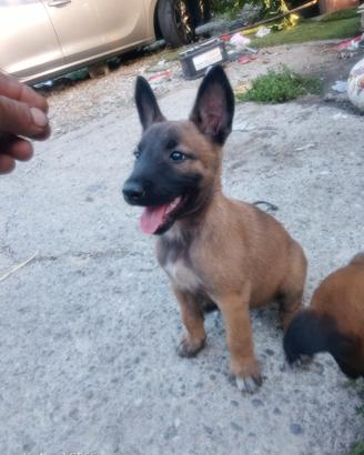 Cuccioli simil pastore belga