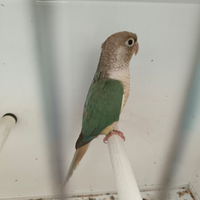 Disponibile coppia di Pyrrhura molinae