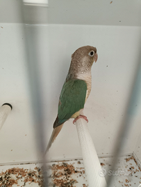Disponibile coppia di Pyrrhura molinae