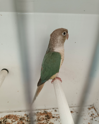 Disponibile coppia di Pyrrhura molinae