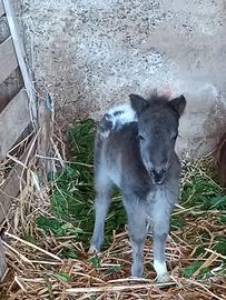 Disponibili mini horse di vari colori
