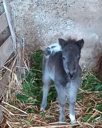 Disponibili mini horse di vari colori