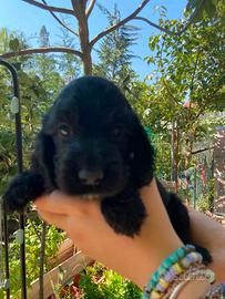 cuccioli cocker spaniel 