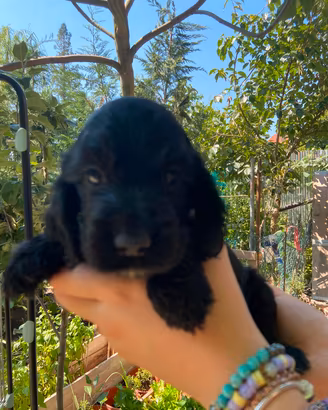 cuccioli cocker spaniel 