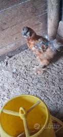 Galline