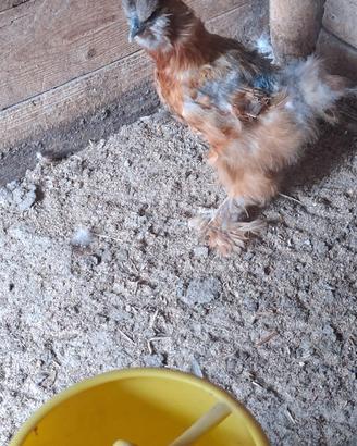Galline