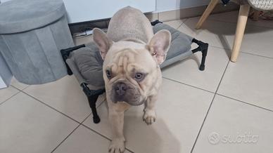 Cane bulldog francese