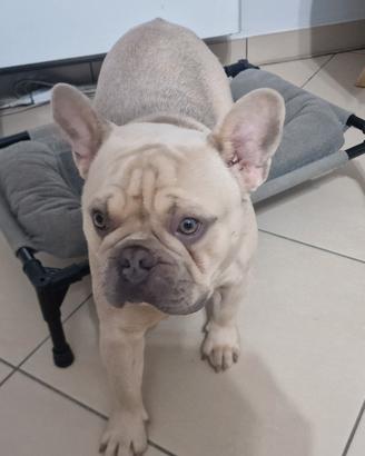 Cane bulldog francese