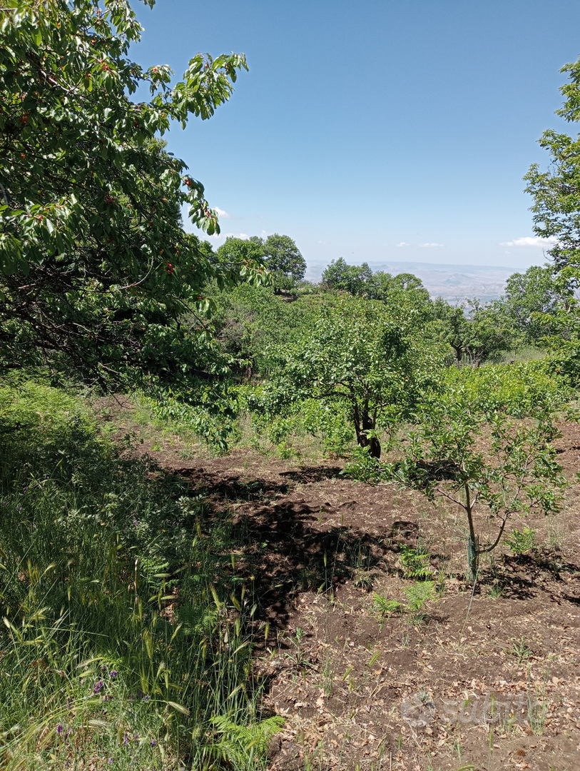 Terreno bosco - Altro