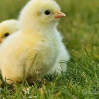 Pulcini da pasto congelati top quality