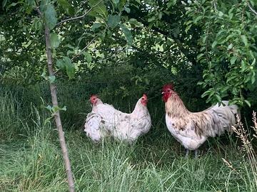 Australorp
