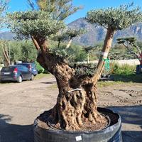 Piante di ulivi