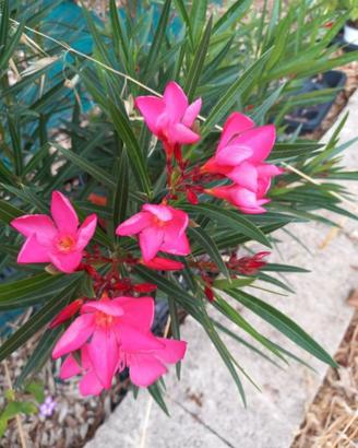 Piante di oleandro fucsia in vaso 7
