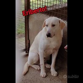 Eriberto, eusebio, ercole, cagnolini in adozione