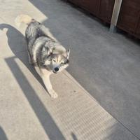 Cani husky