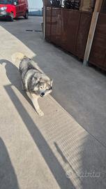 Cani husky